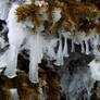 Fingers of winter