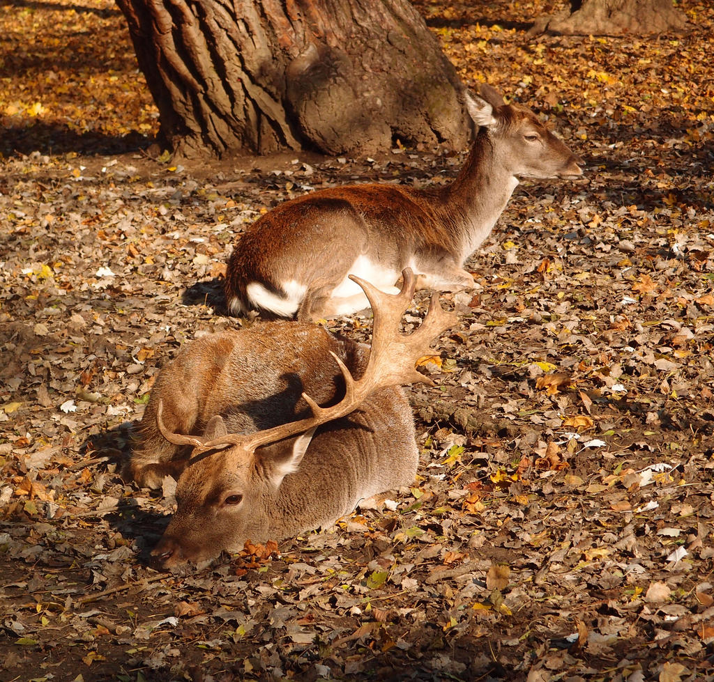 A Peaceful Moment