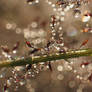 Sparkling Meadow