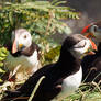 Puffins