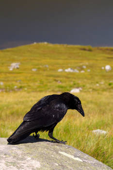 Raven