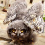 Angry owlet