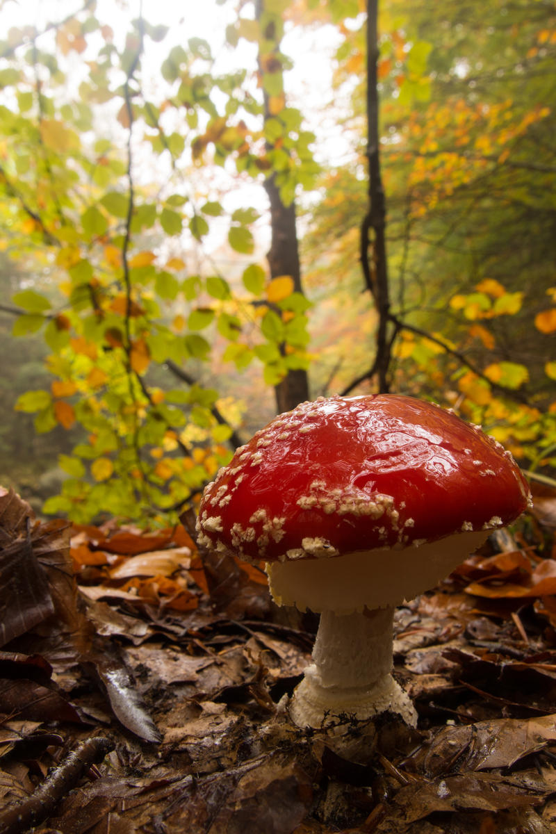 Autumn amanita