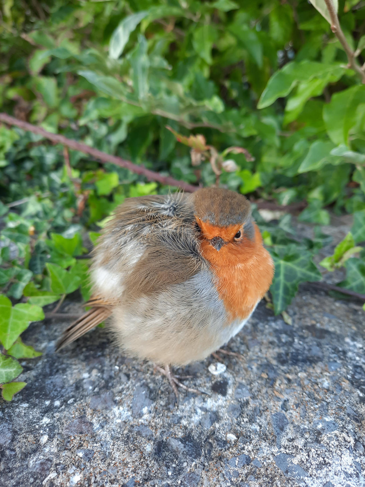 Round robin by MirachRavaia on DeviantArt