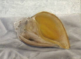 Conch Shell Still Life, Soft Pastel