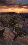Tree at Sunset Grand Canyon by EvaMcDermott