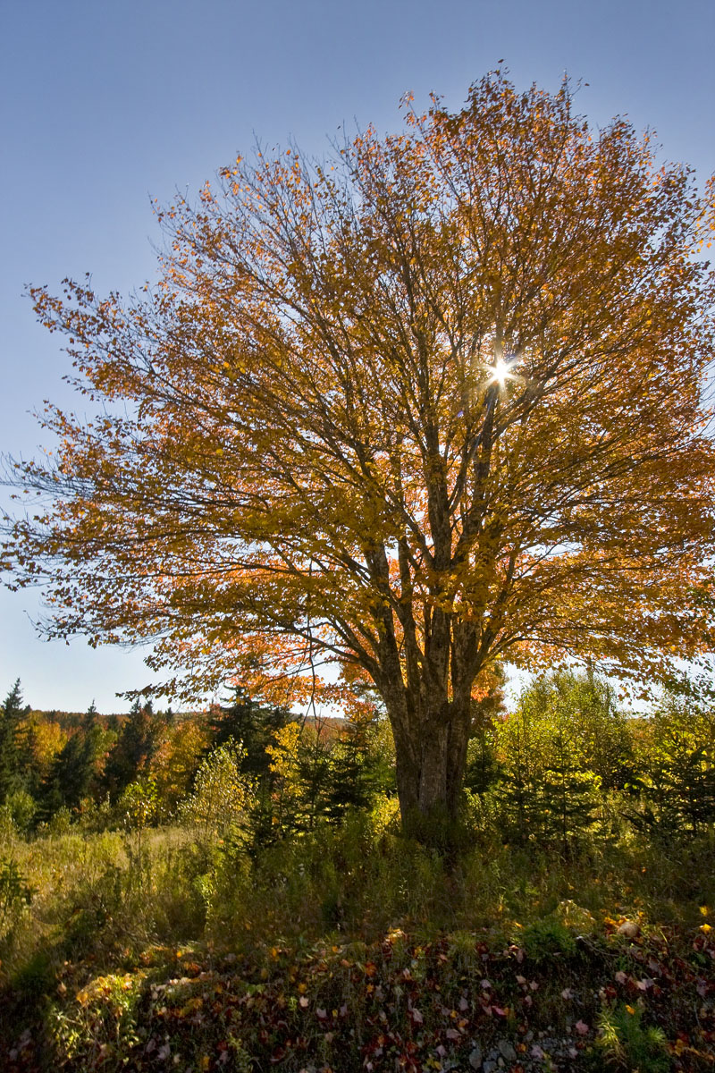 Cape Breton Autumn