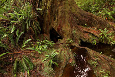 Forest Floor