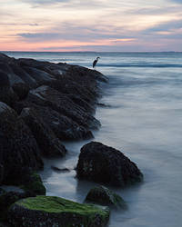 Blue Heron Sunset