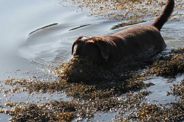 Sea Weed Dog