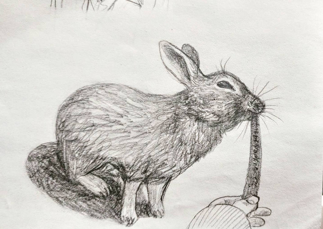 Scsrlet Rabbit the rabbit by ScarletAtlas on DeviantArt