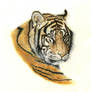 'Pastel Tiger'