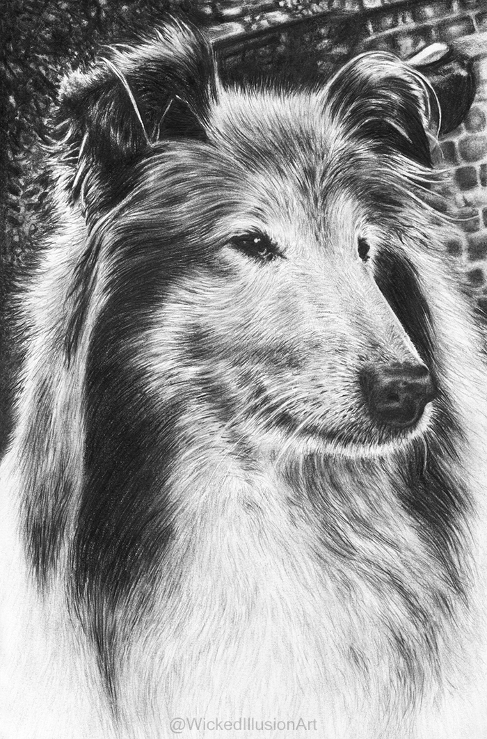 Rough Collie