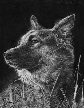 German Shepherd