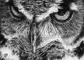 The Great Horned Owl