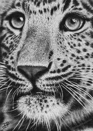 Leopard Cub by WickedIllusionArt