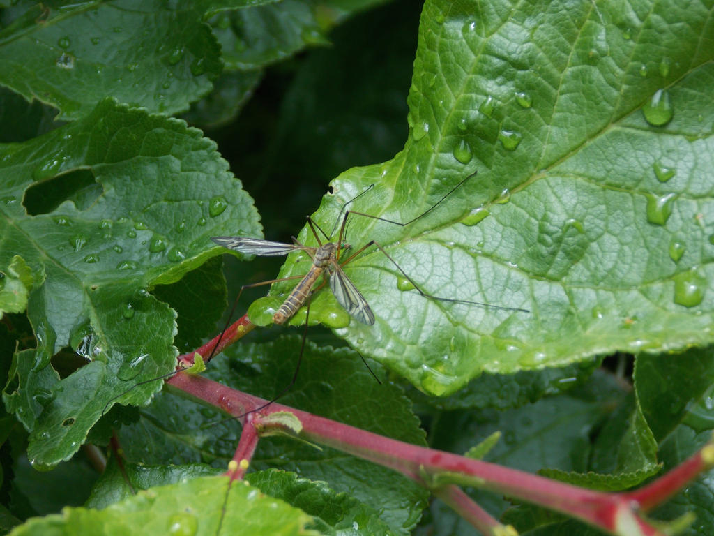 Gorgeous Can Daddy Long Legs Fly View Nature Gorgeous Can Daddy Long Legs Fly View Nature