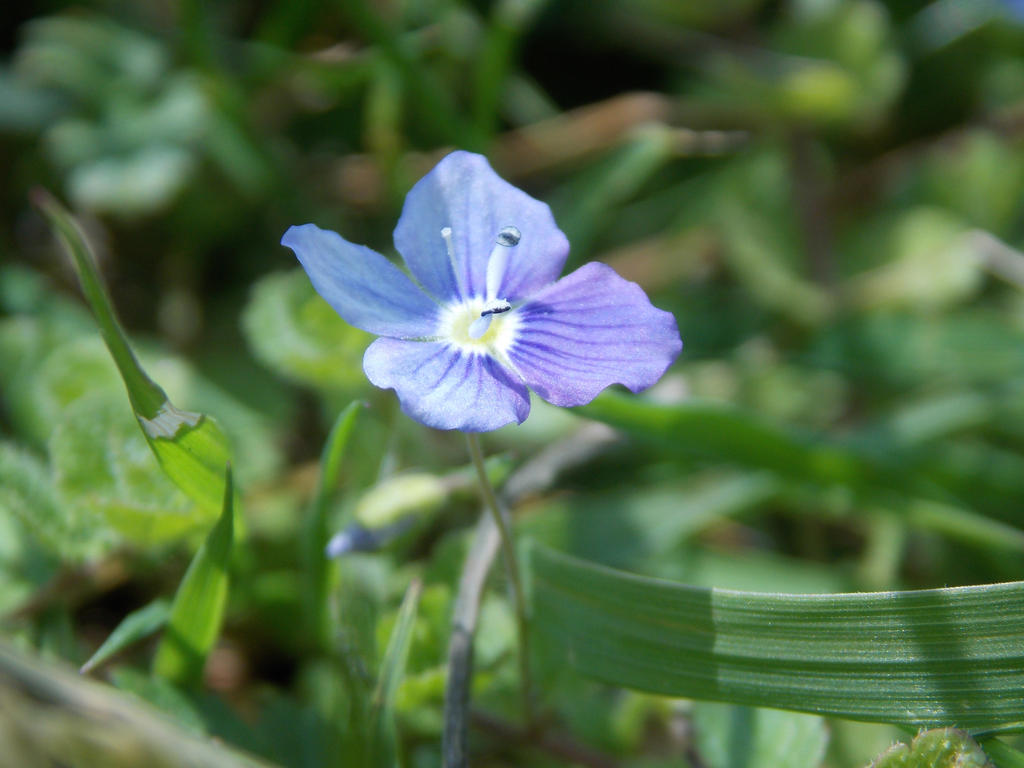 Tiny Blue Flower