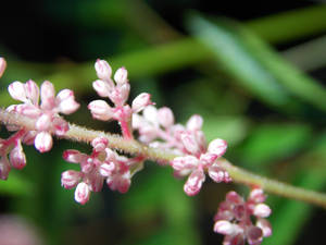 Tiny Pink Flowers