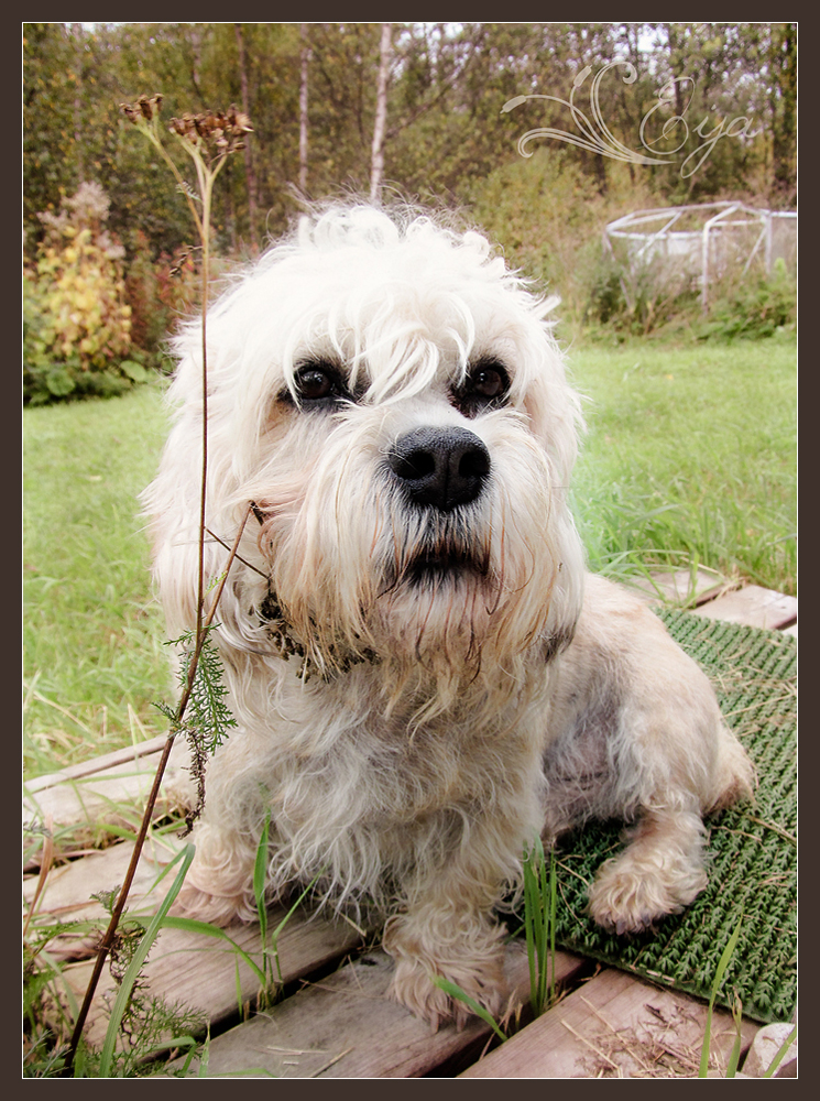 Dog and Yarrow