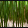 Bamboo Delight