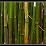 Bamboo.