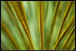 Up Close And Yucca by aFeinPhoto-com