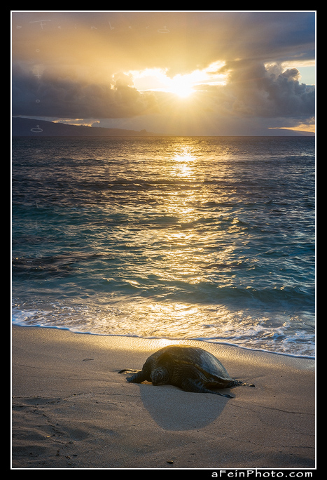 Ho'okipa Honu