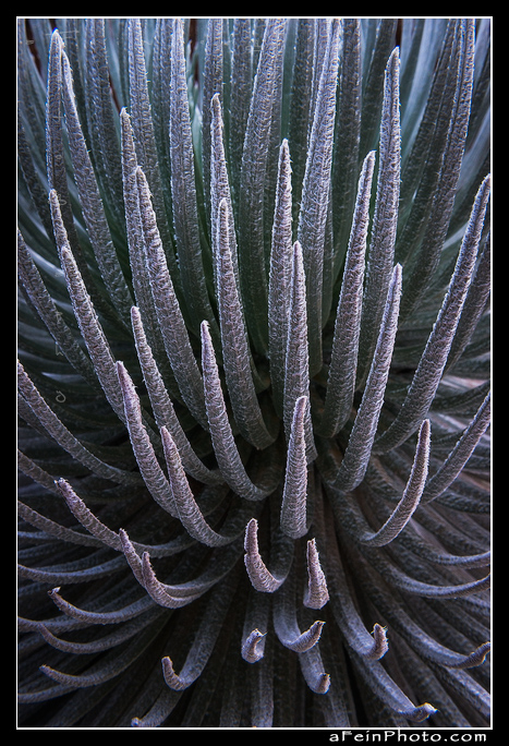 Silversword2