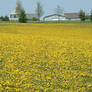 Yellow Field
