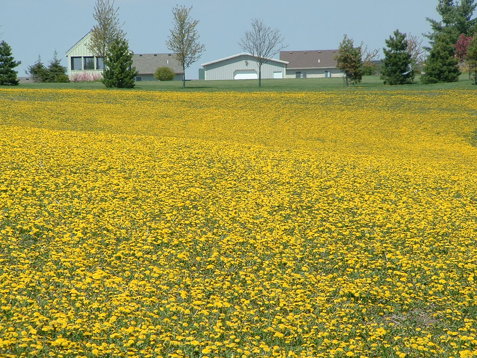 Yellow Field