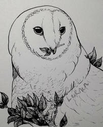 owl