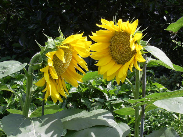 Sunflower Stock