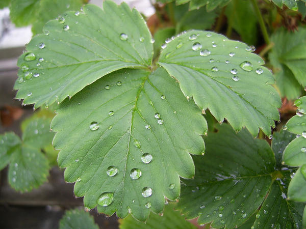 Wet Leaves by chamberstock
