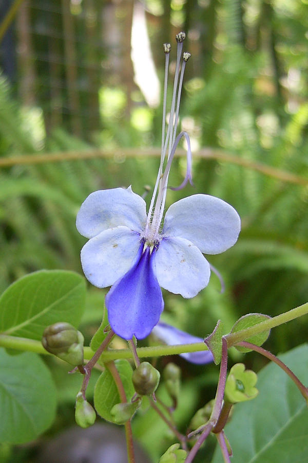 Purple Flower 2