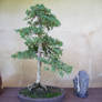 Bonsai Tree Stock 2