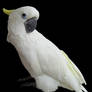White Parrot Stock