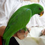 Green Parrot