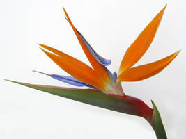 Bird of Paradise Stock