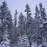 Winter Stock 3