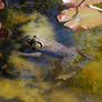 Toad Stock 2
