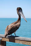 Pelican Stock 3 by chamberstock