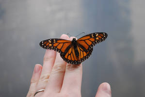 Monarch Butterfly Stock 7