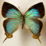 Butterfly Specimen 3