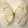 Butterfly Specimen 5