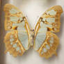Butterfly Specimen 6