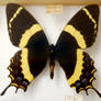 Butterfly Specimen 8