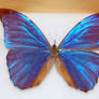 Butterfly Specimen 16