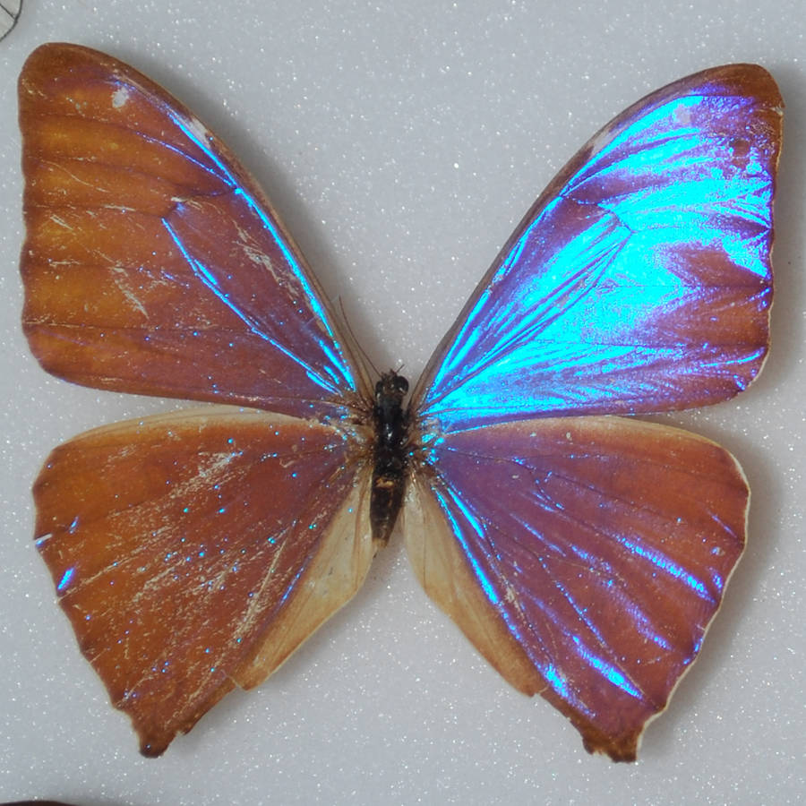Butterfly Specimen 17 by chamberstock