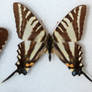 Butterfly Specimen 18